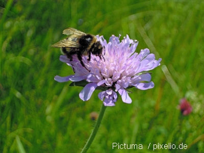 Biene auf Blume