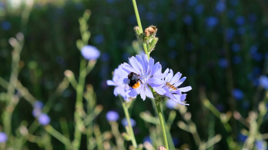 Fleißige Helferinnen auf Blume