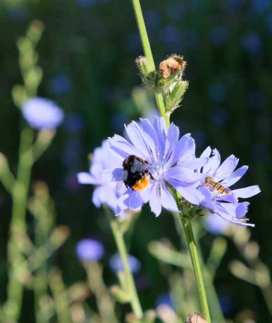 Fleißige Helferinnen auf Blume